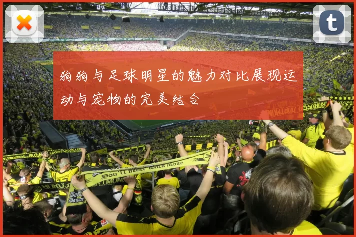 狗狗与足球明星的魅力对比展现运动与宠物的完美结合