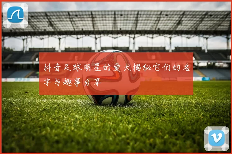 抖音足球明星的爱犬揭秘它们的名字与趣事分享